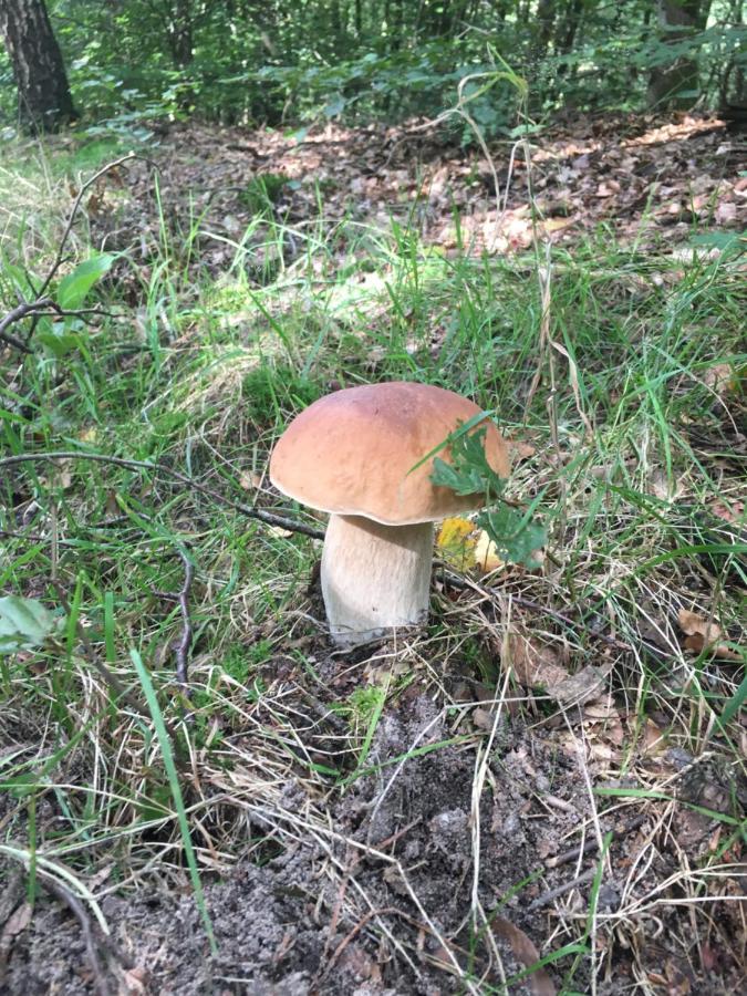 B&B Porcini Ermelo Luaran gambar